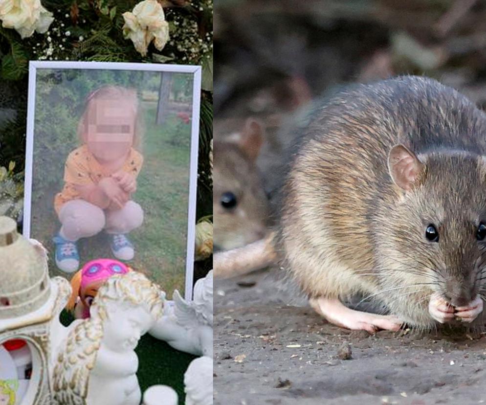  Maleńka Zuzia zginęła przez trutkę na szczury. Prokuratura podała nowe informacje