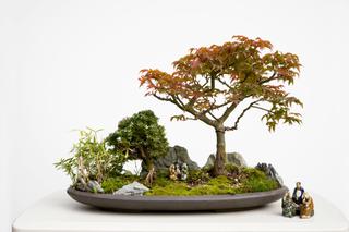 Drzewka bonsai: jak wybrać doniczkę do bonsai 