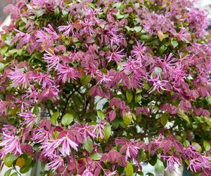 Loropetalum chińskie
