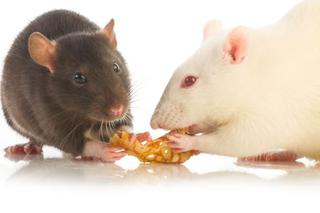 Bromadiolon: trutka na szczury groźna dla życia