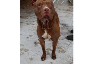 Amstaff zagryzł na jednym z osiedli w Częstochowie mniejszego psa