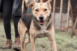 Te słodziaki szukają nowego domu 