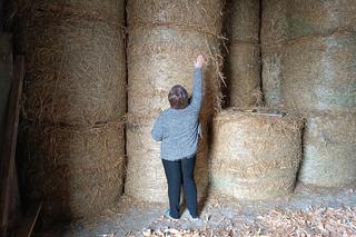Pan Ryszard nie zdołał oszukać przeznaczenia. Przeżył koszmarny wypadek, zginął pod belą słomy