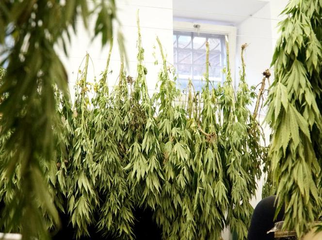 Przydomowa plantacja konopi zlikwidowana