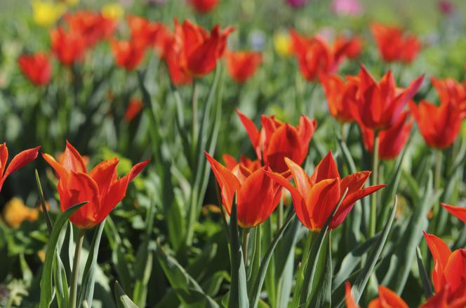 tulipany-lilioksztaltne.jpg