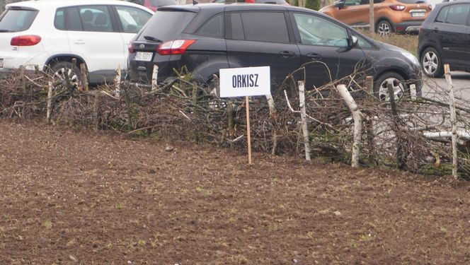 W samym centrum Olsztyna powstało… prawdziwe pole. O co chodzi?