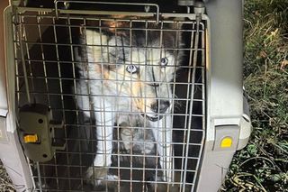 Przestraszone zwierzę trafiło do schroniska dla zwierząt