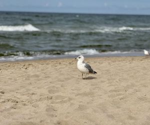 Widok z apartamentu Hevenia w Rewalu