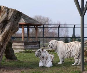 Zoo Borysew może się pochwalić jedynym takim obiektem w Europie. To basen dla białych tygrysów [ZDJĘCIA]. 