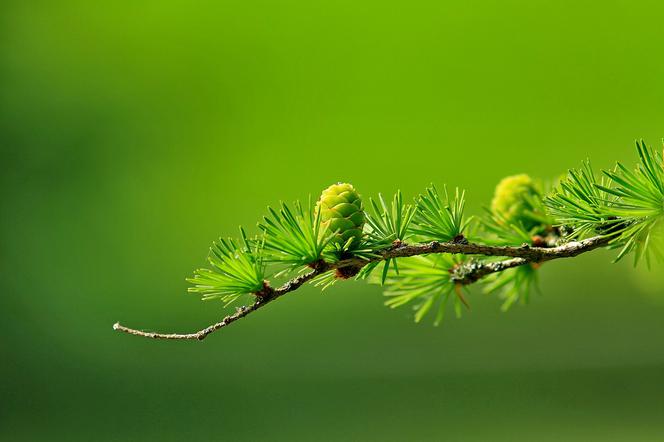 Wyjątkowe botaniczne pamiątki na Podkarpaciu