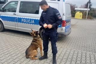 Magister zdał kolejny egzamin! Pijany kierowca nie miał z nim szans