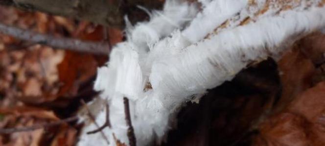 Wata cukrowa rośnie na drzewach? Takie cuda sfotografowali leśnicy z Warmii i Mazur