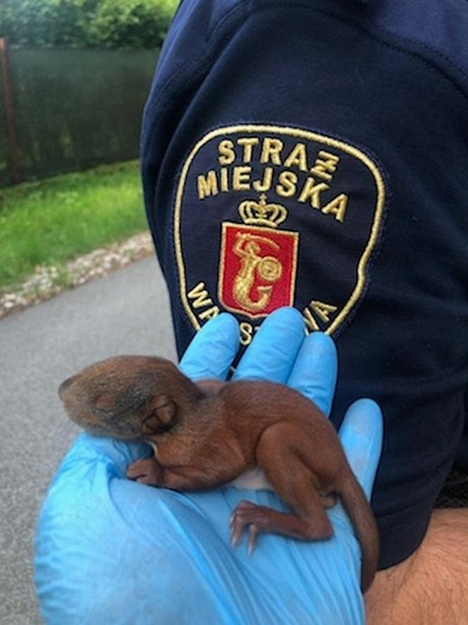 Malutka wiewiórka wypadła z gniazda na Białołęce w Warszawie. Bez pomocy człowieka czekała ją pewna śmierć