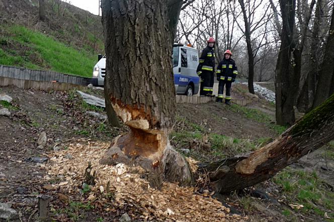 Bobry podcięły jedno z drzew przy ścieżce rowerowej na WYbrzeżu Helskim