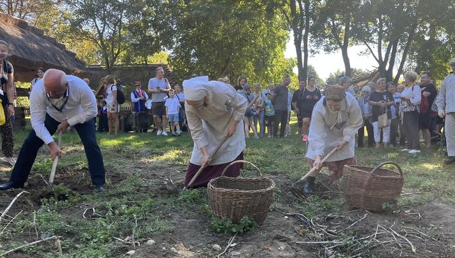 Tradycyjne wykopki w Muzeum Wsi Lubelskiej. Tak kiedyś zbierano ziemniaki