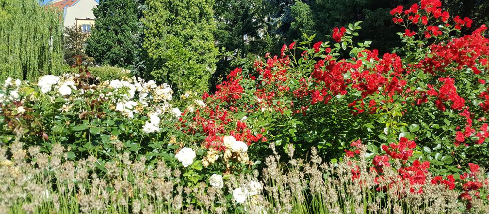 Są kolorowe, pachnące i... smaczne! Ogród Botaniczny zaprasza na jadalne kwiaty