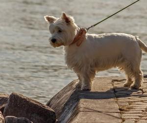 White Terrier