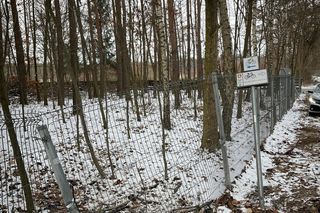 Kacper po wszystkim uciekł do lasu. Udawał, że robi pompki