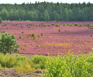 Kwitnące wrzosowiska pod Bornem Sulinowem