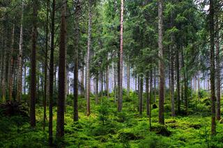 Lasy Państwowe kupują tereny w regionie tarnowskim. Działki są nabywane od prywatnych właścicieli