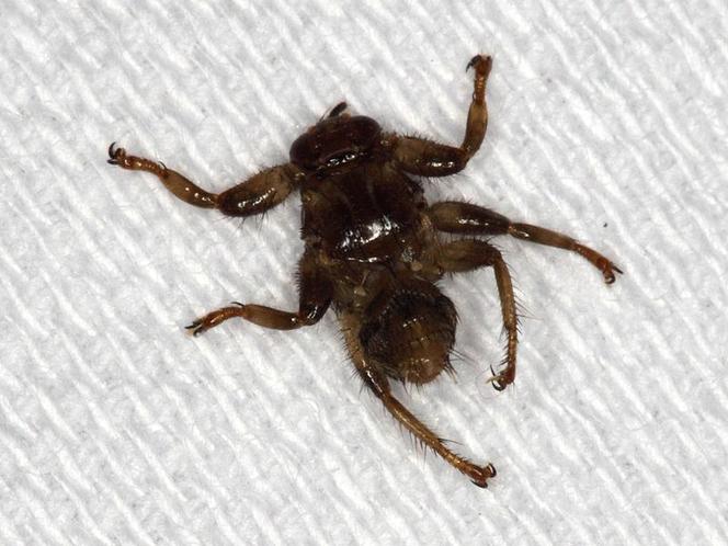 Latające kleszcze. Jak wygląda strzyżak sarni? Ukąszenie insekta jest nieprzyjemne i groźne dla ludzi