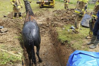Strzyżów. Koń w dole