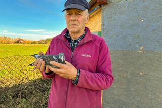 Sąsiad spalił mi gołębie, sąd go nie skazał