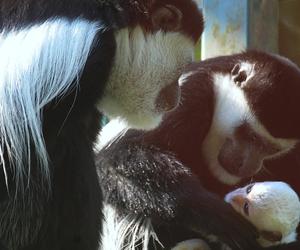 Nowe zwierzęta w gdańskim Ogrodzie Zoologicznym. W ZOO zamieszkały słodkie i przerażające maluchy