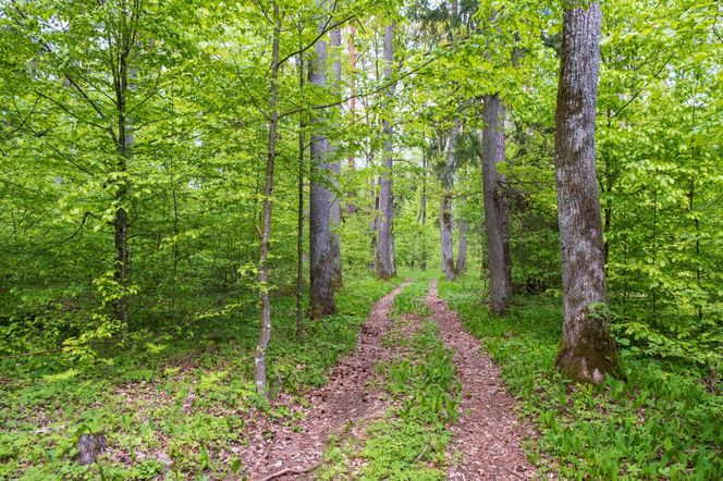 Puszcza Białowieska – ostatnia taka puszcza w Europie