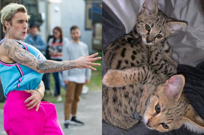 Justin Bieber i koty