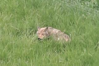 Policjanci z Ostródy pomogli rannemu wilkowi