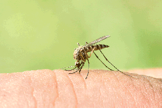 Najlepsze Lata : Komary to swędzący problem! Jak go uniknąć