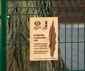 Masz ulubione drzewo w Bydgoszczy? Powiedz o nim wszystkim i zgłoś je do konkursu