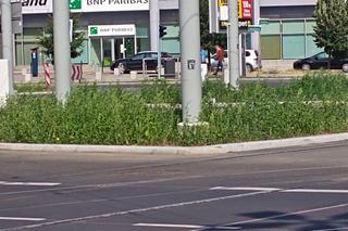 Chwasty na placu Rodła w Szczecinie