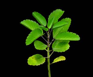 Żyworódka: właściwości lecznicze i pielęgnacyjne