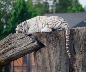 ZOO Borysew świętuje 15. urodziny! Zapowiada się niezapomniana impreza