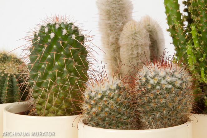 Kaktusy: modne rośliny doniczkowe