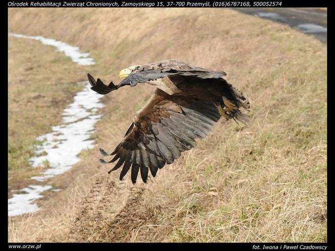 Uratowali zatrutego orła