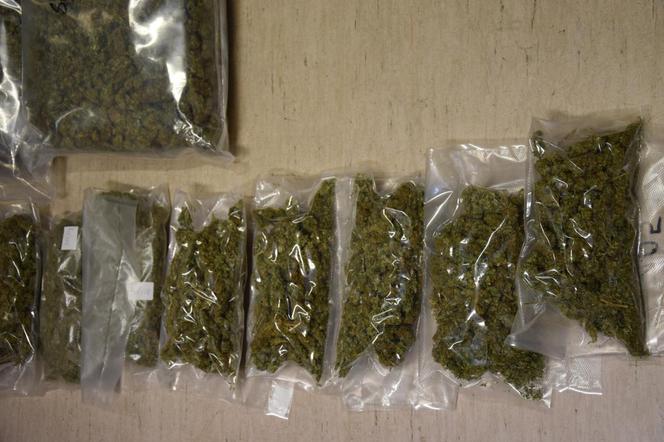 W mieszkaniu dilera policjanci znaleźli 11 kilogramów suszu marihuany