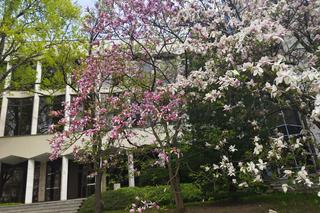 KUL: Magnolie  - kwitnące drzewa, które łączą pokolenia [AUDIO]