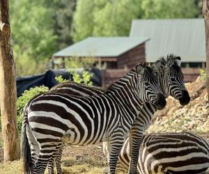 Szalone Małpki nagrywały teledysk w ZOO Leśne Zacisze pod Kielcami