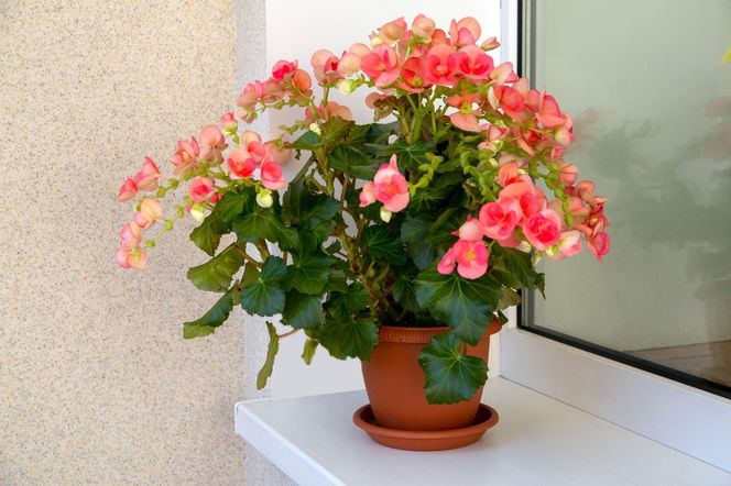 Begonia zimowa