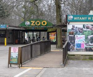 Zatrzymanie Ewy Z. - dyrektorki zoo w Poznaniu