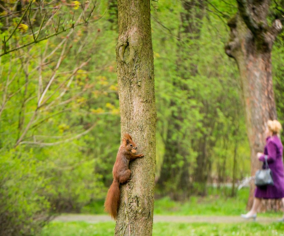 Który park w Łodzi jest najlepszy? Sztuczna inteligencja zdecydowała. Tutaj znajdziesz idealne warunki