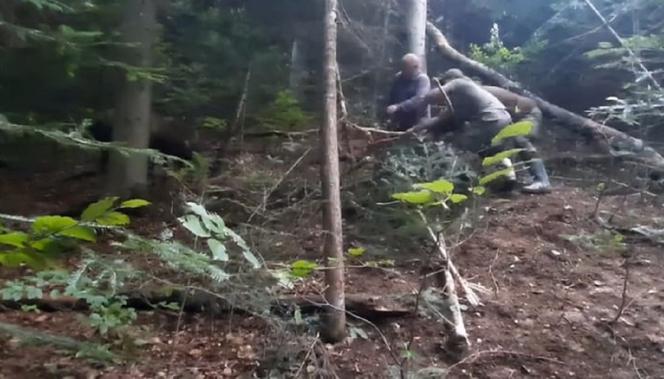 Leśnicy z Dynowa uratowali  sarnę zaplątaną we wnyki [ZDJĘCIA]