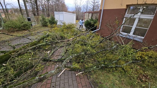 Groźne wichury na Warmii i Mazurach. Drzewo spadło na jadące auto, jedna osoba ranna