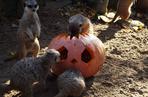 Halloween w łódzkim zoo