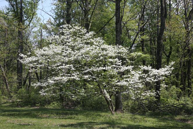 Dereń kwiecisty  - Cornus florida
