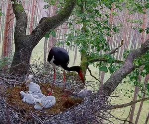 Bocian czarny wyrzucił z gniazda dwa pisklaki