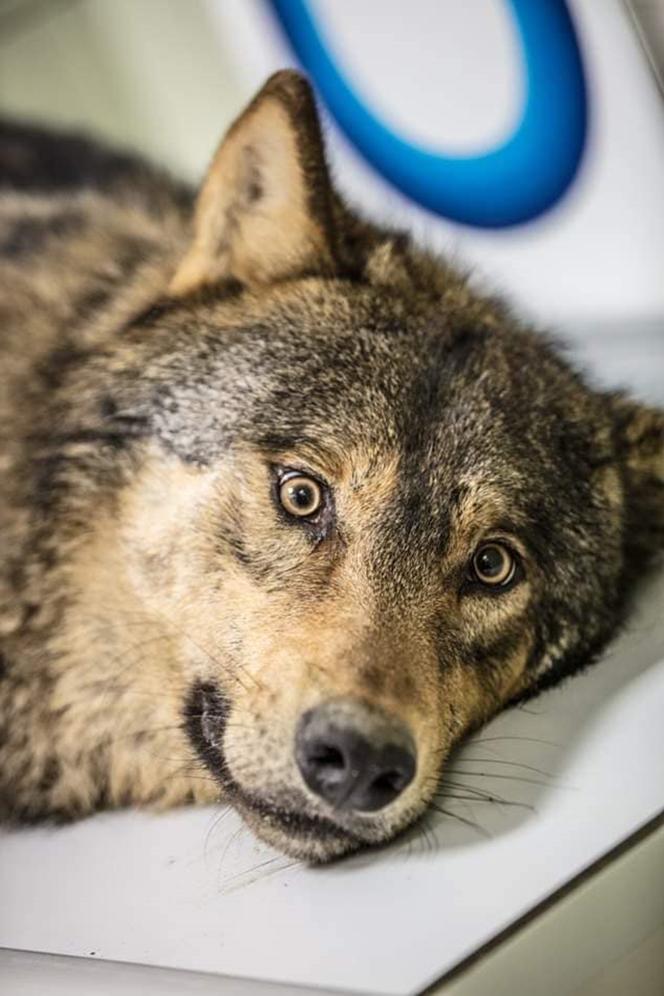 W przemyskiej lecznicy ratowali wilka [ZDJĘCIA]